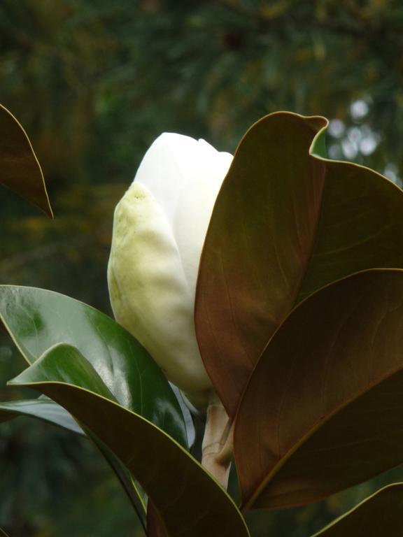 Magnolia Petal Bed & Breakfast Ganges ภายนอก รูปภาพ